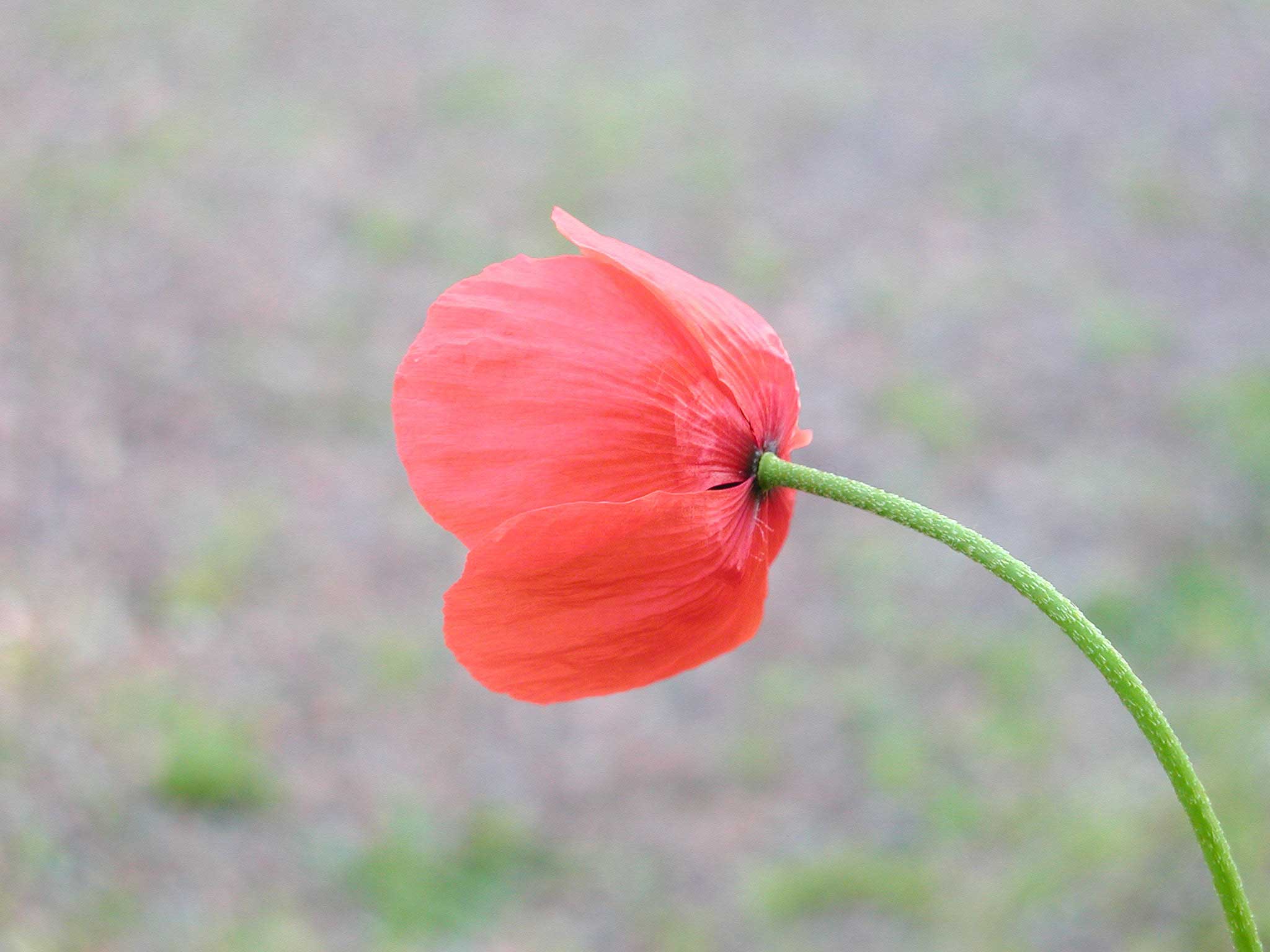 coquelicot(10)