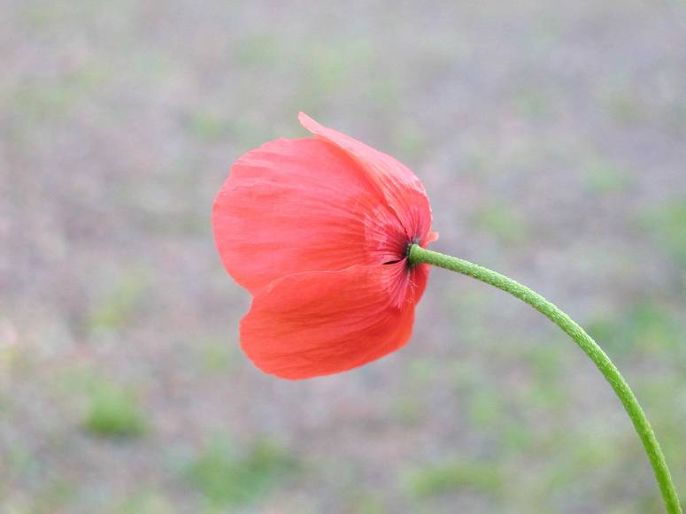 coquelicot(10)