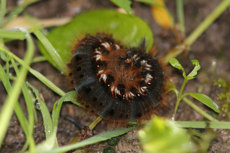 18-05-09-la-buveuse-1