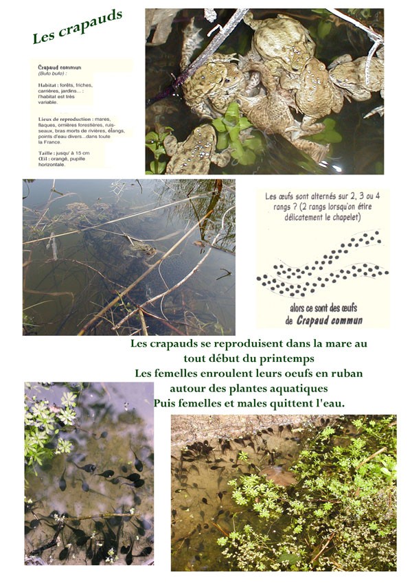 crapauds