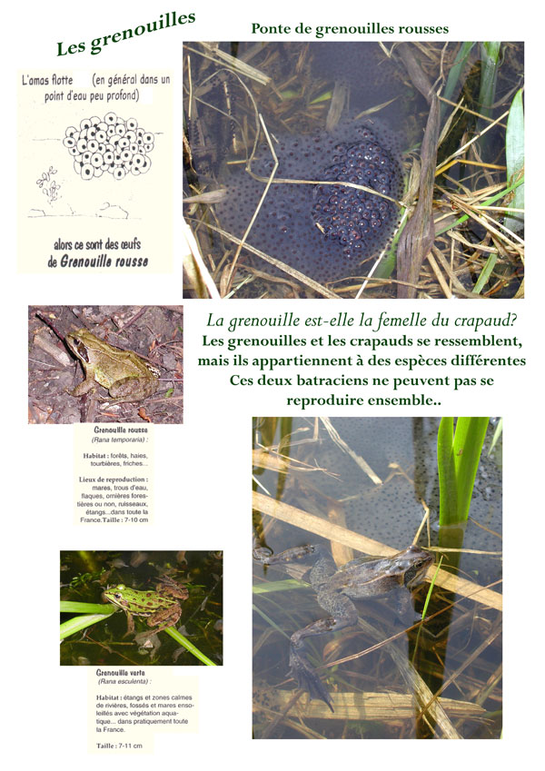 grenouilles