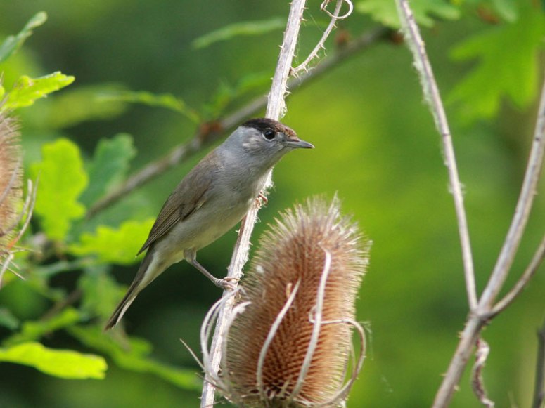 12-05-2011-Fauvette-à-tête-