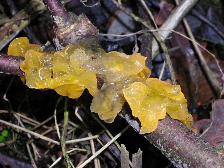 trémelle-mésentérique(08)