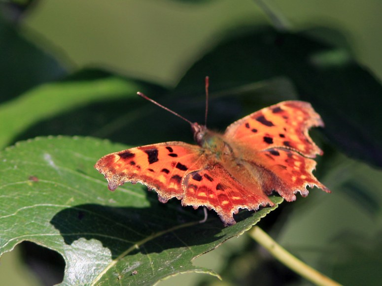 robert-le-diable(04)