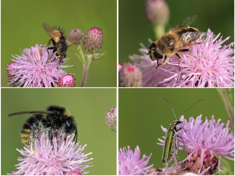 01-07-2010-pollinisation