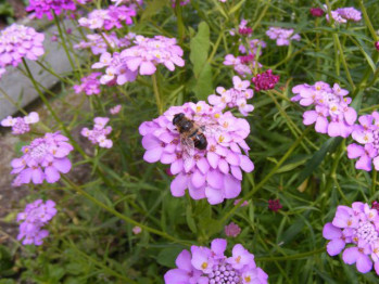 2008_0813maijuincharline004