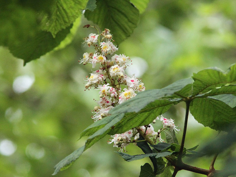 5sLOcQGOqIy4MlRRM6v2R_k1a9Y