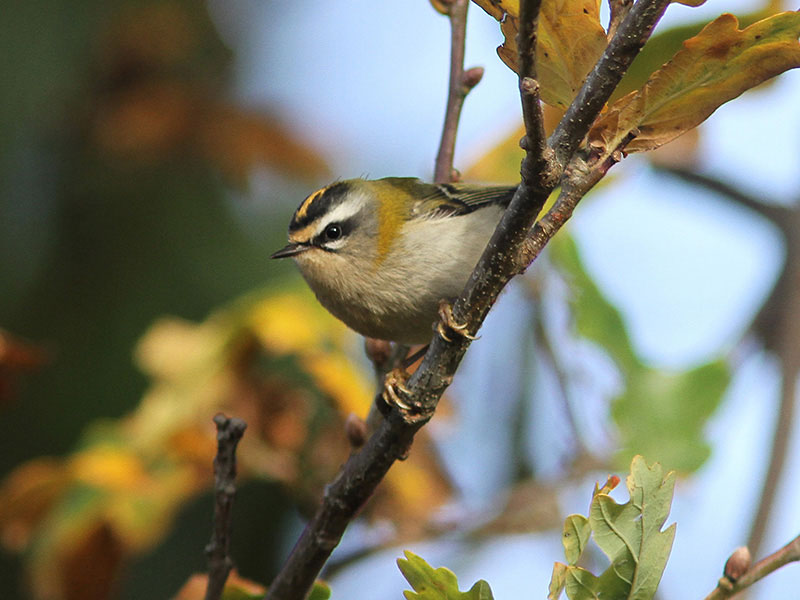 fpsDvNCECVxUQ3wFwsCuRIU_cY4