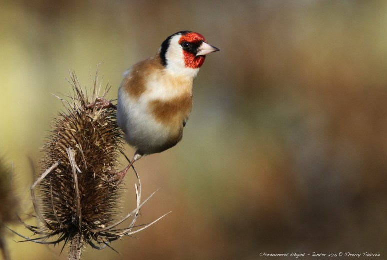 91Pl89hYEaTcPl_mv5hC0B52M4g