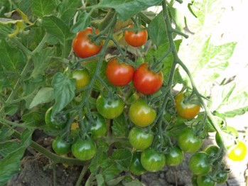 2009_0102juillet-aout20090008