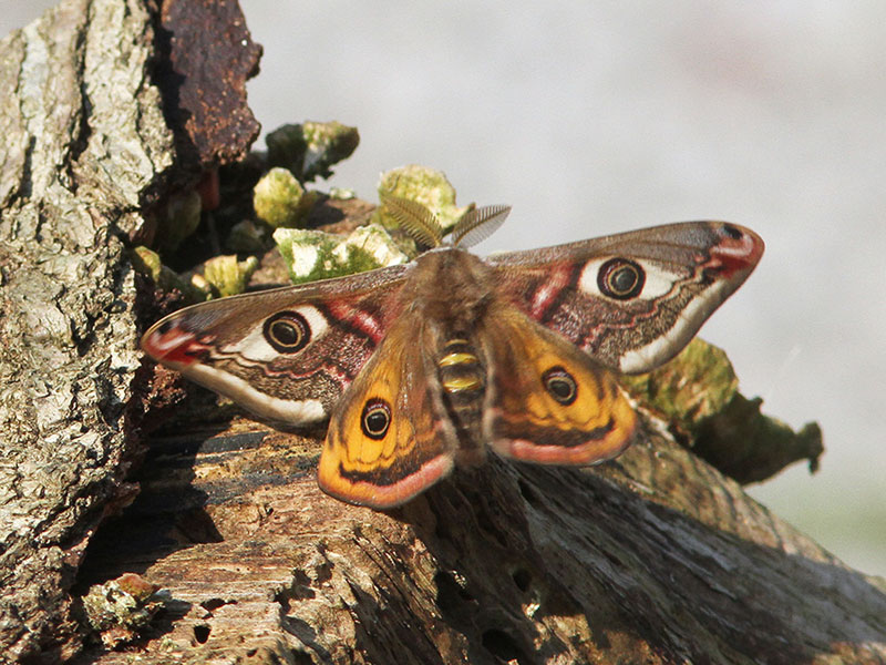 20-04-2018-1-petit-paon-de-