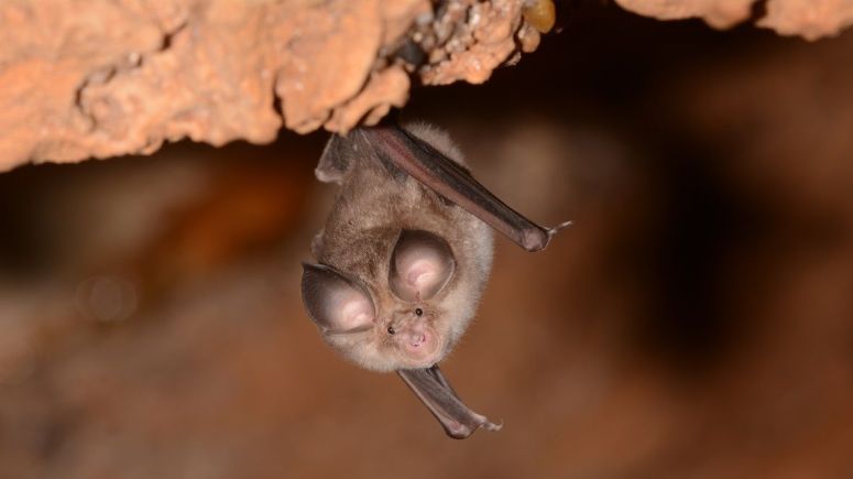 rhinolophe_euryale-4039025